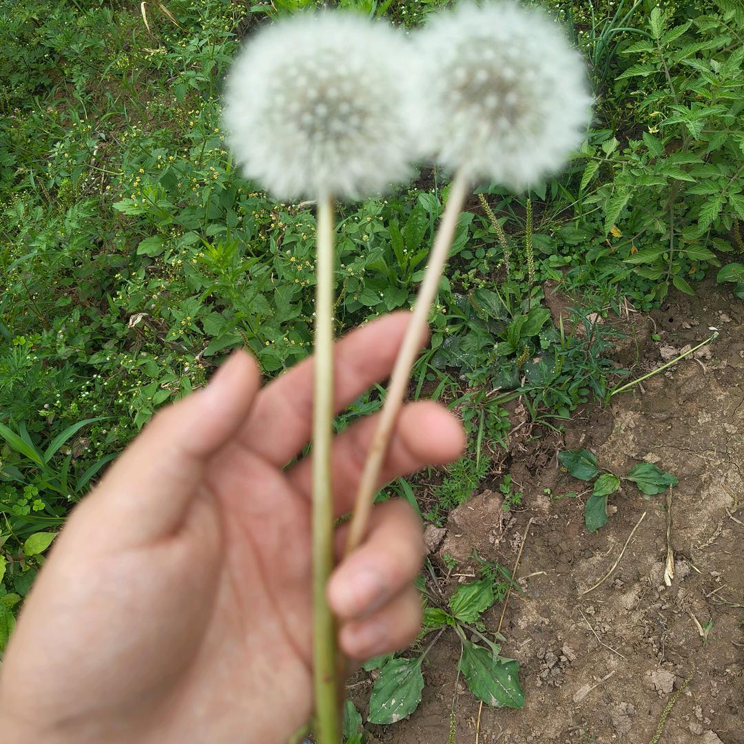 🐉不信任从这里开始🐉