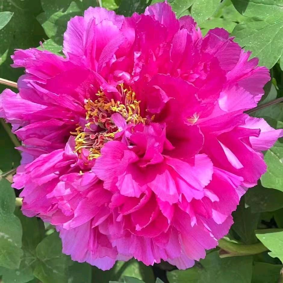 🌸🌸开心奶奶🌸🌸