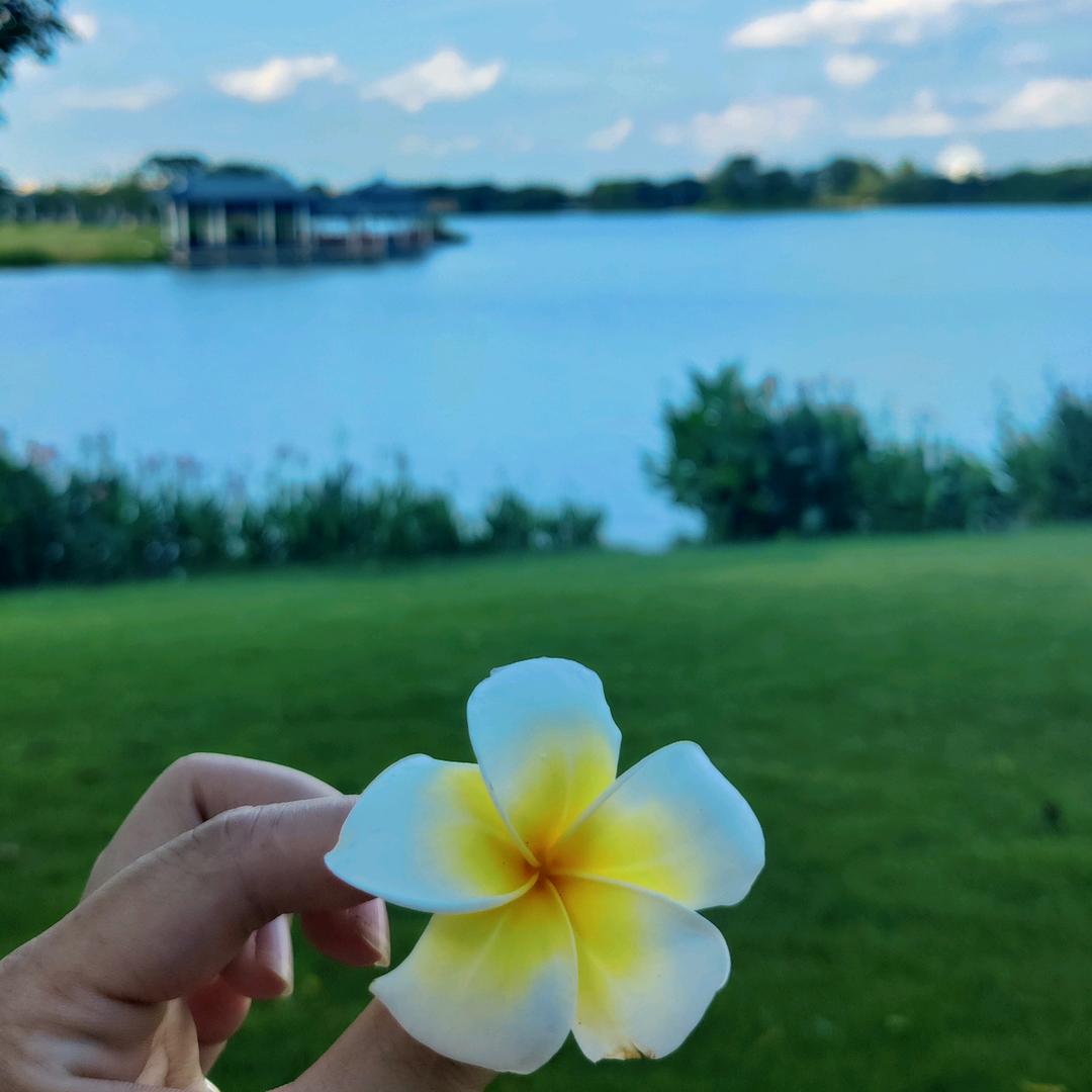 花花来了