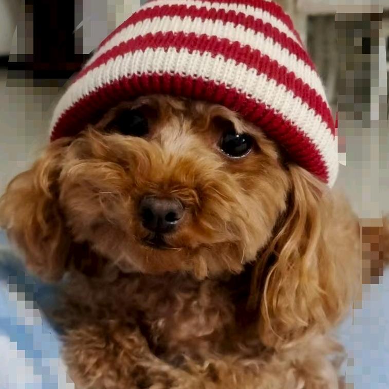 品质源萌宠美味