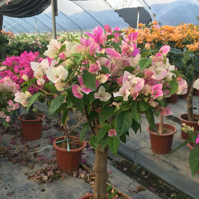 九湖绿植优品