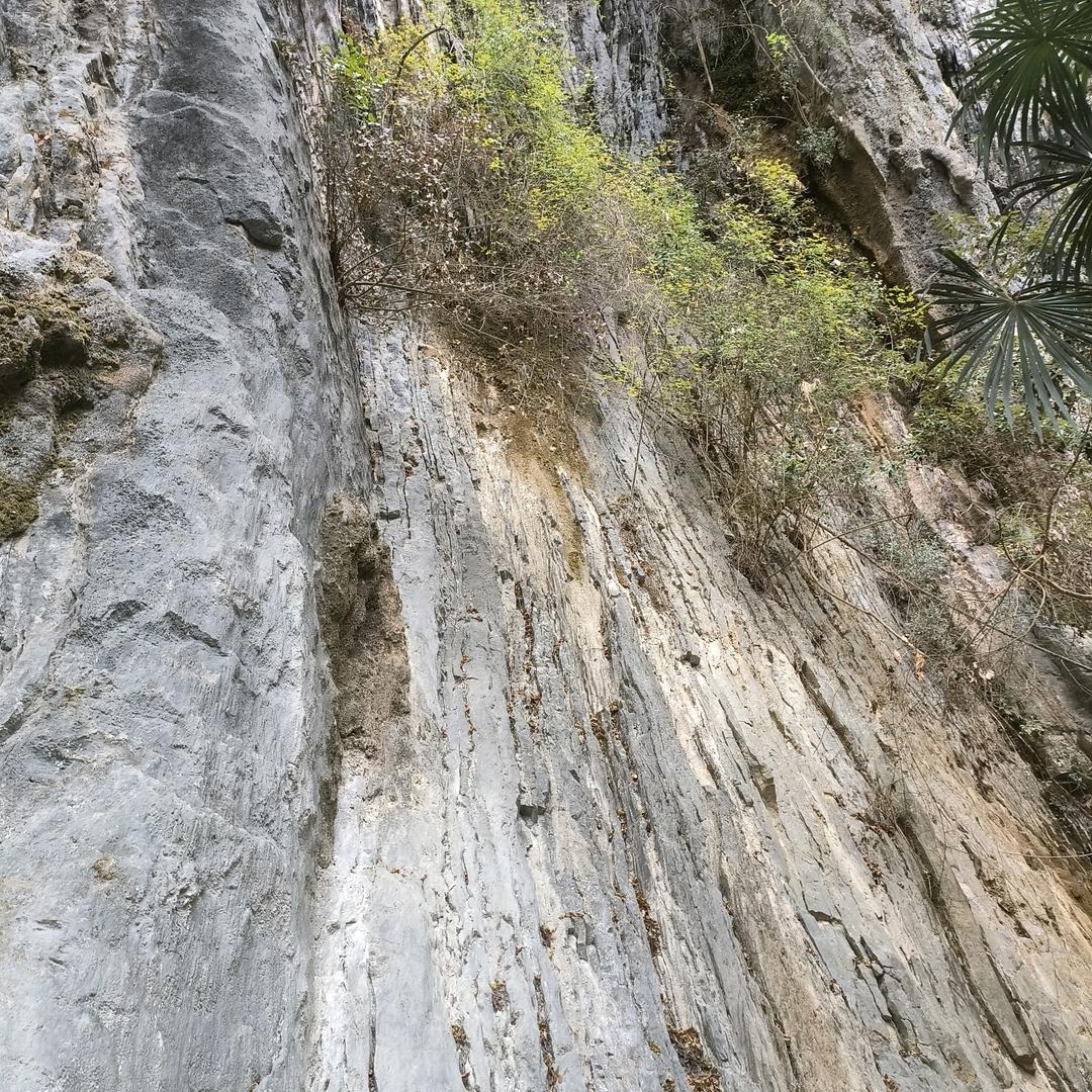 平哥（百草）