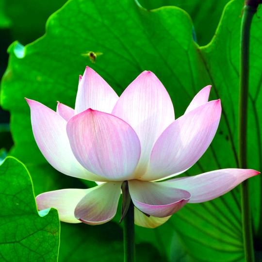 一朵莲花