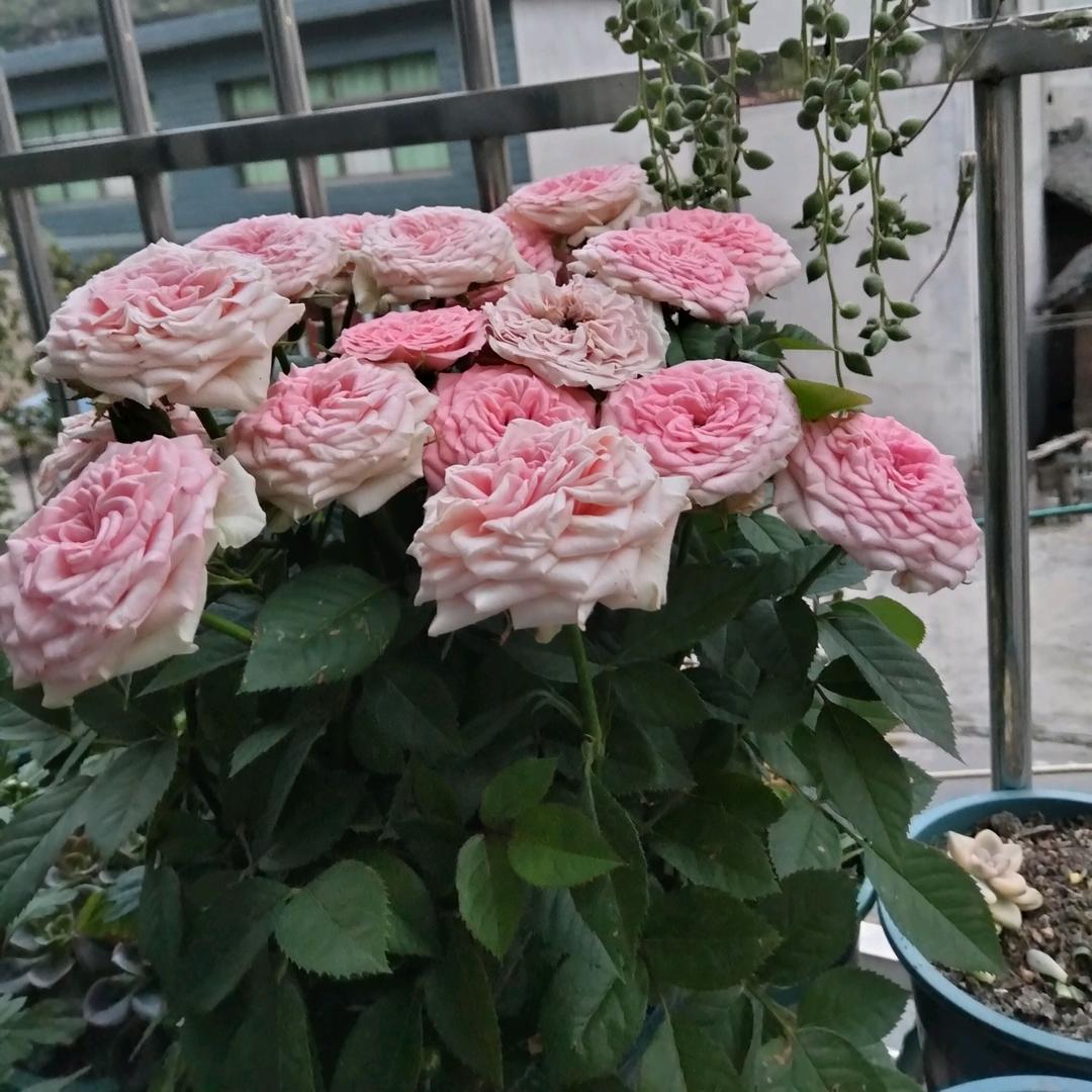 長路漫漫唯你陪伴