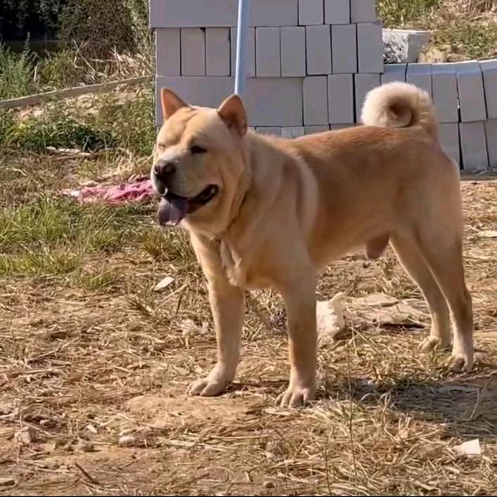 喜欢田园犬