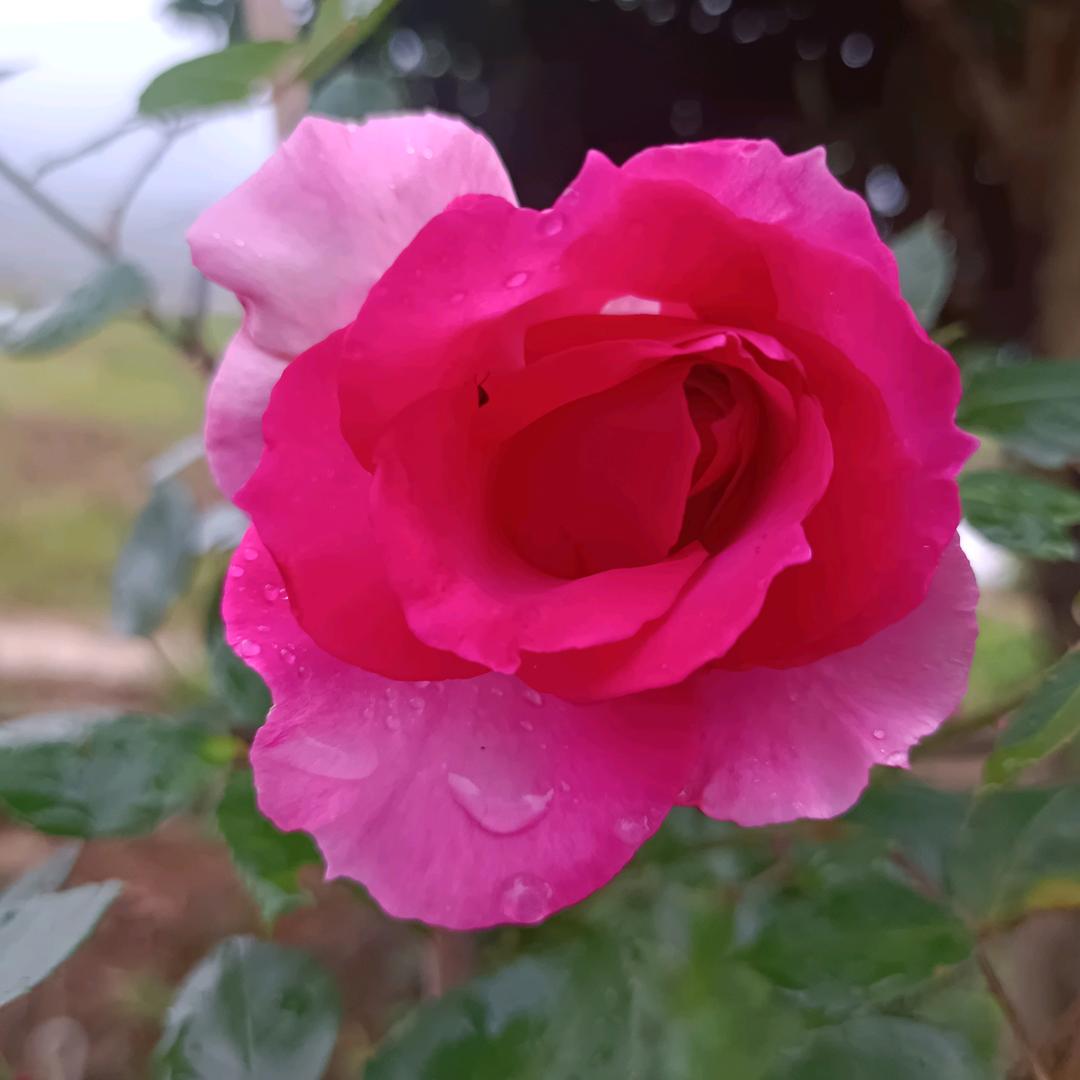 爱花的人