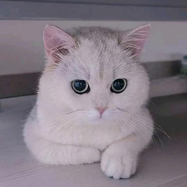 我的懒猫团团