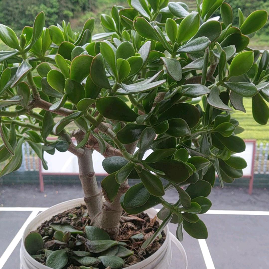 野生柴葛根粉(关注厨窗好物分享)