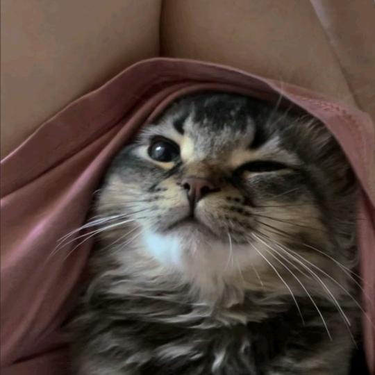 淋的