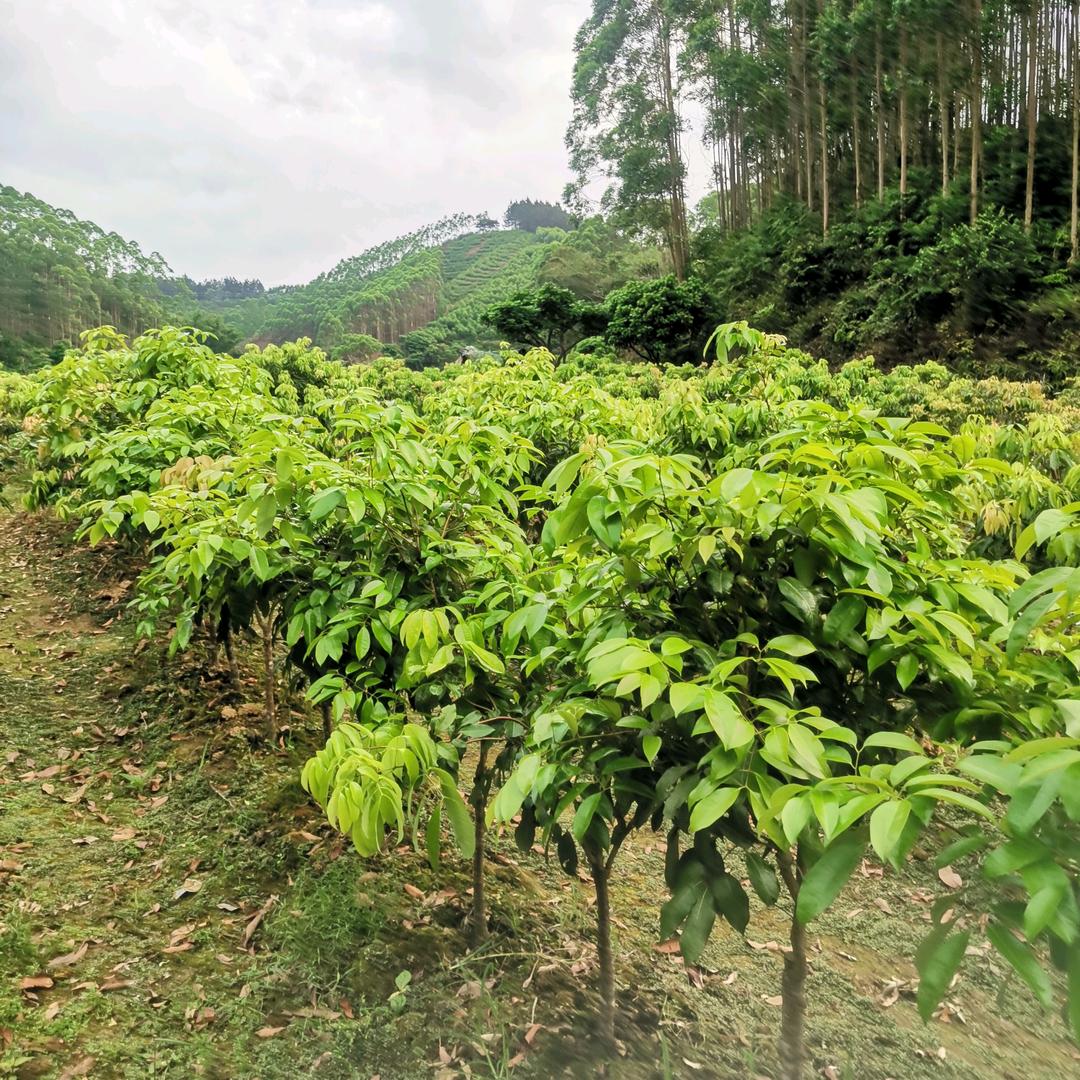 桂灵苗木园艺专营店清燕优选