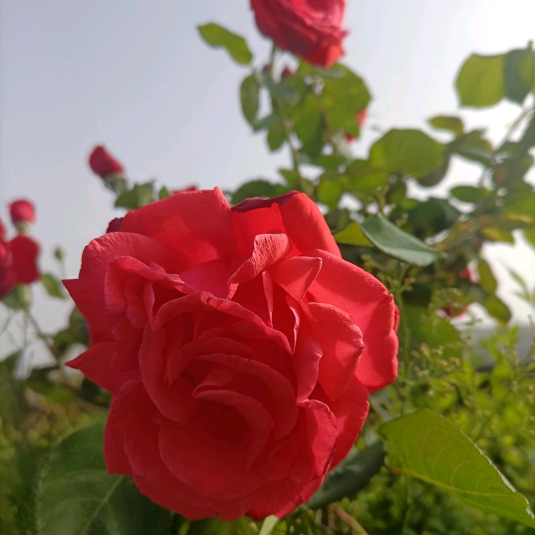 红玫瑰🌹   🌹