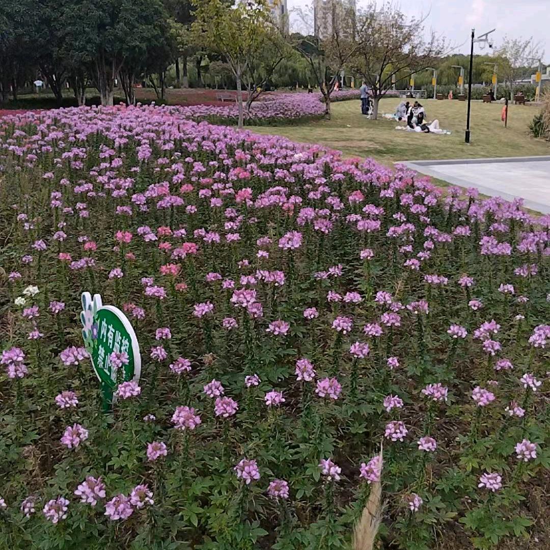 好  心   态