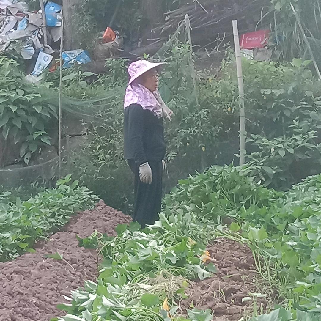莲花