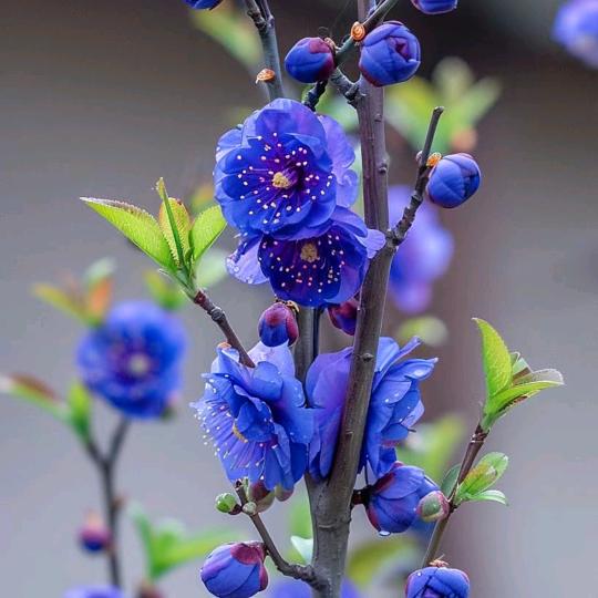 雾雨胭脂照松竹