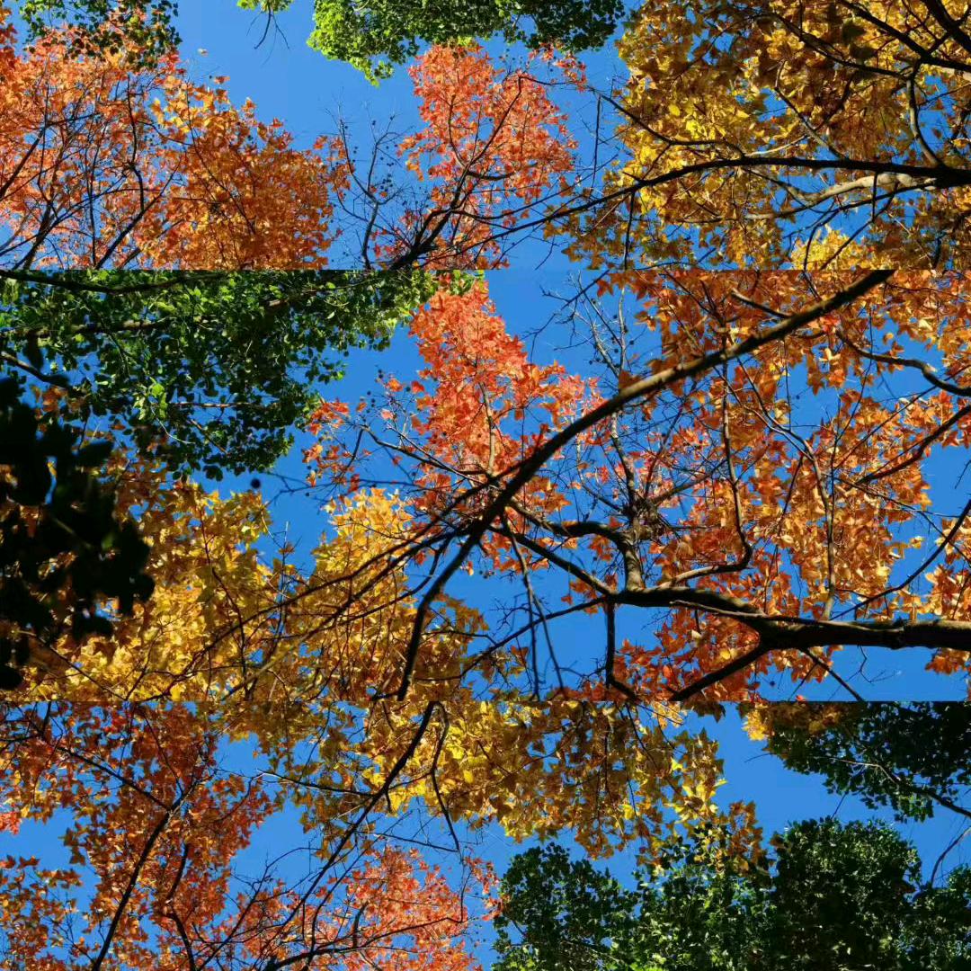 🌿像风一样☘️