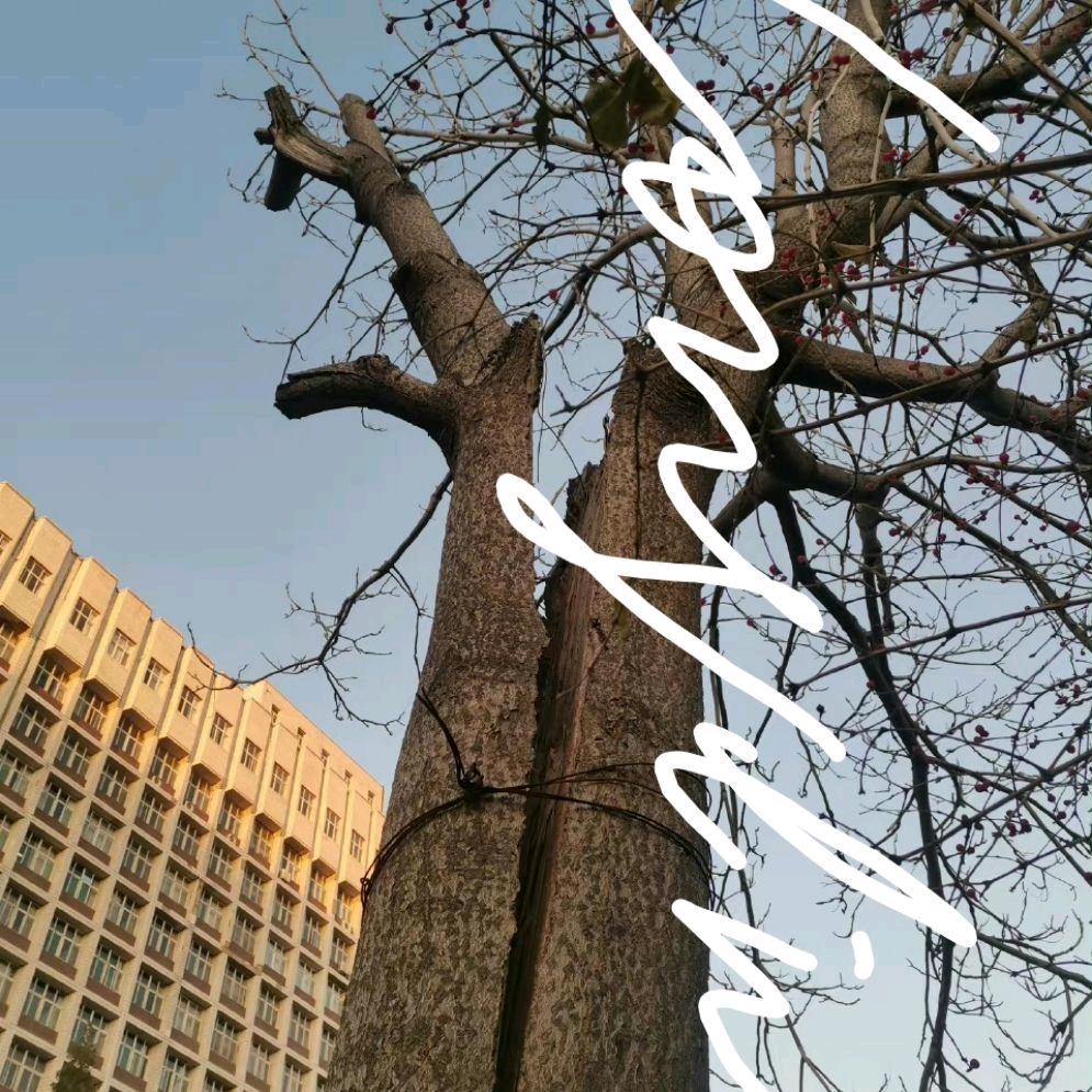 ach