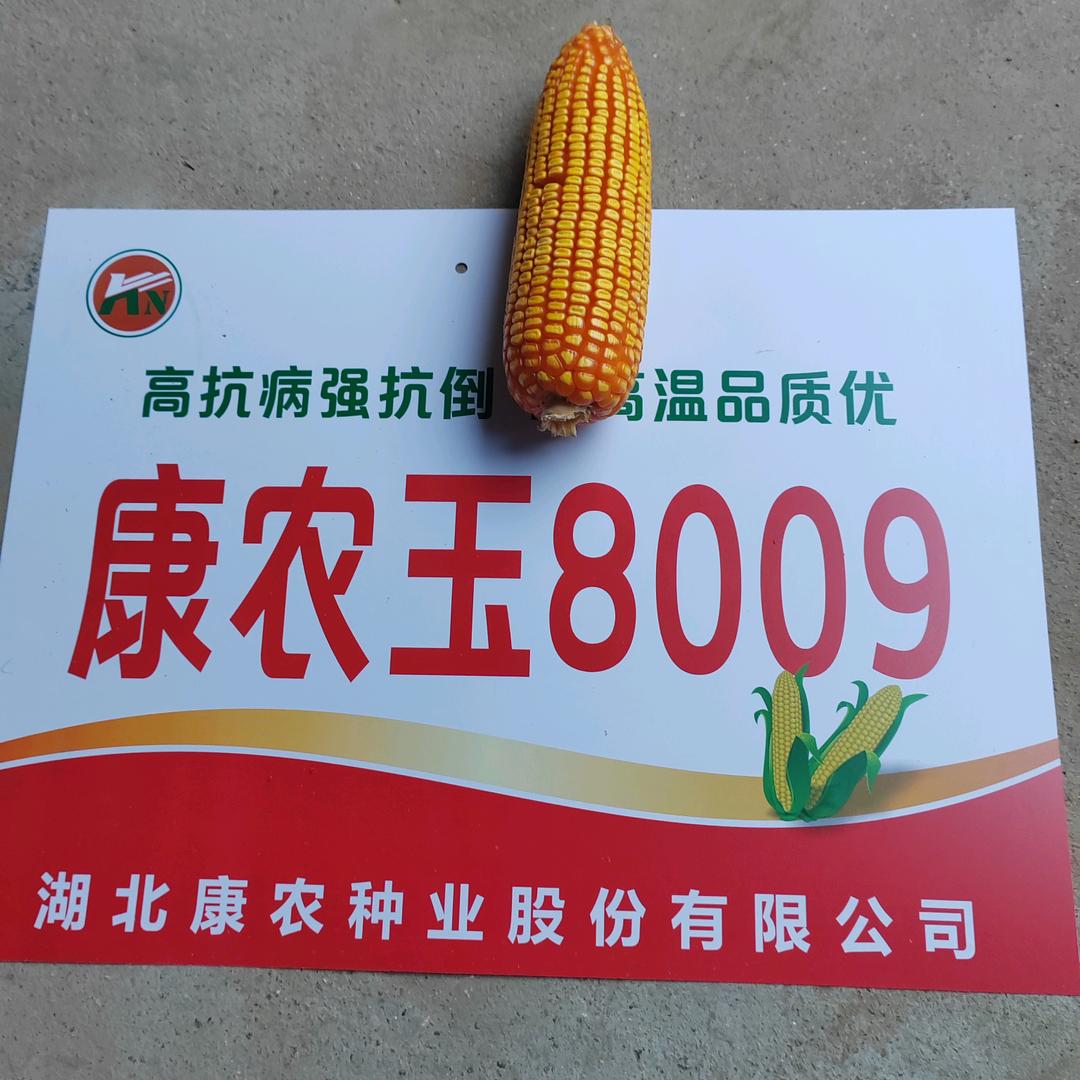 老高农业