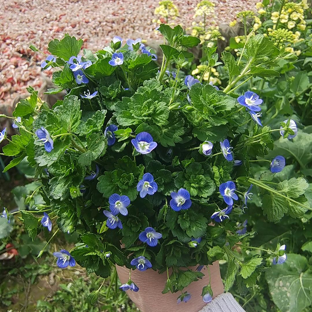 栀子花
