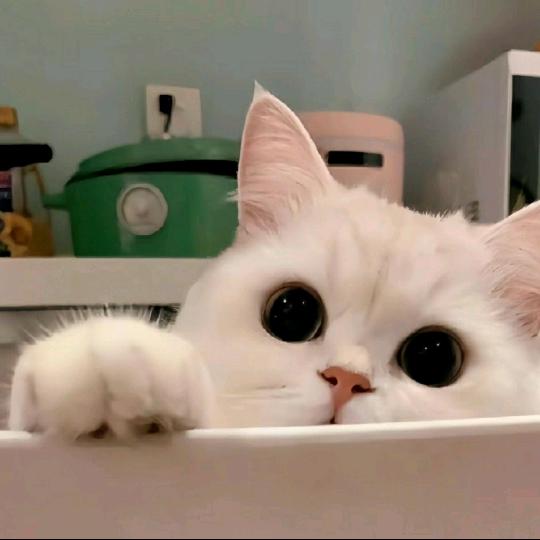 追梦赤子心