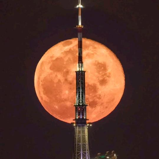 空心树