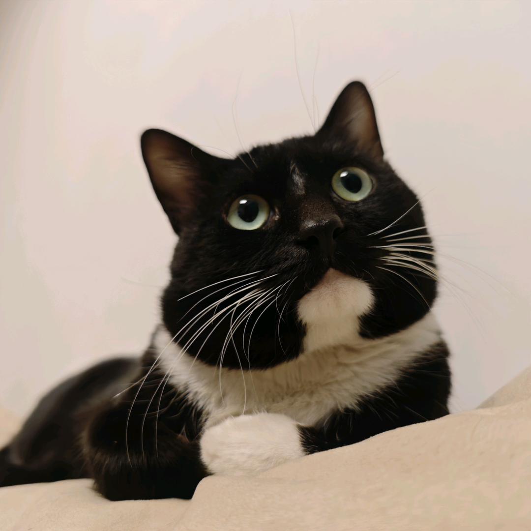 奶牛猫 呆呆