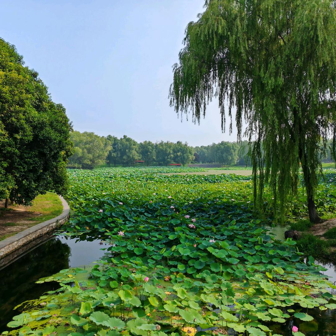 L高山流水