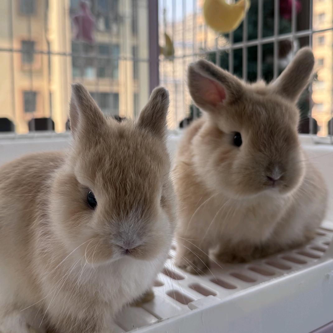 兔子不吃萝北🥕