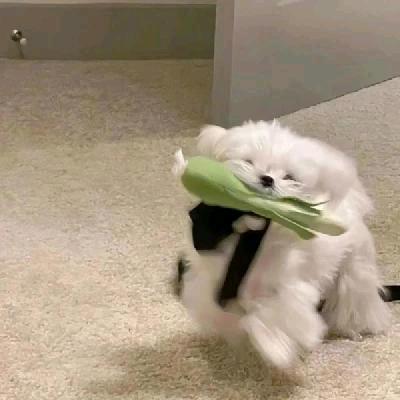 渝