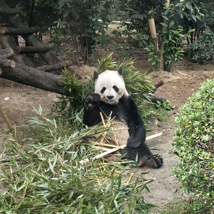 苹苹☀🙊🐒