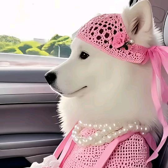 🍬媛媛很圆
