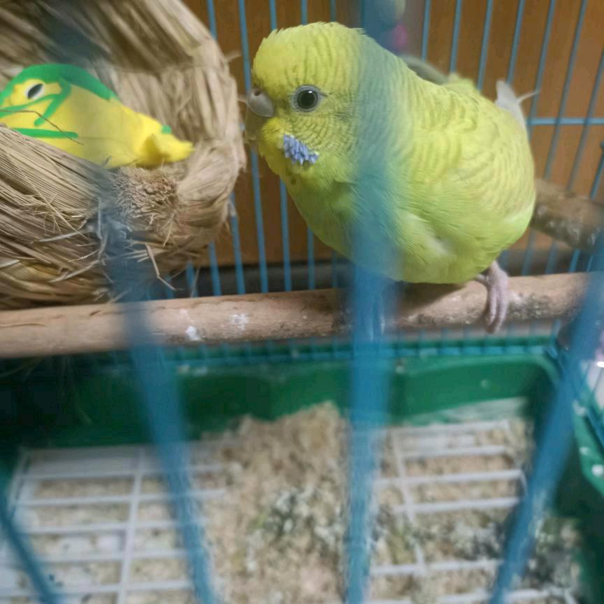 我的世界小绿鹦鹉-《鱼吃鱼》