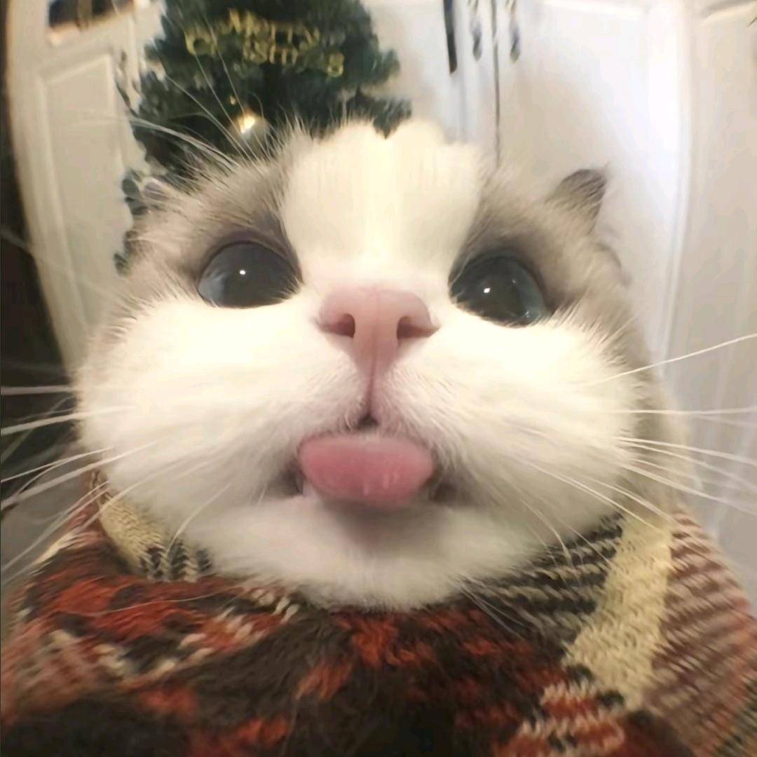 悲伤土豆牛腩⋆͛