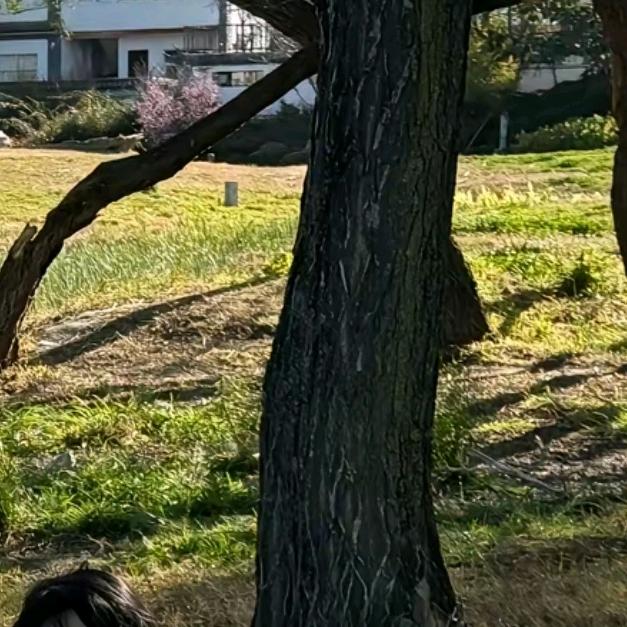 墨语