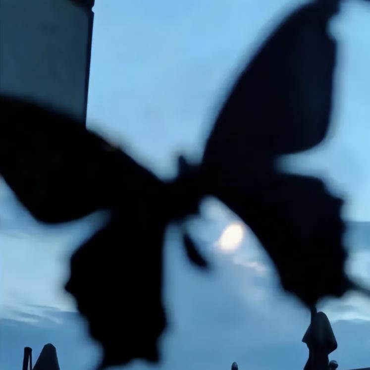 树芽上的蝴蝶🦋