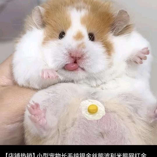 🍎心妍～养鼠日常