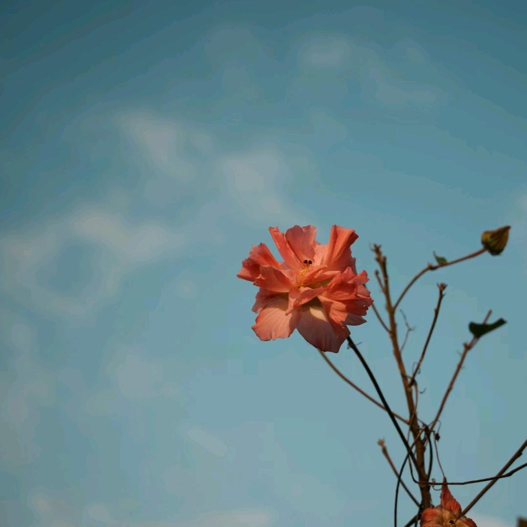 苍夏