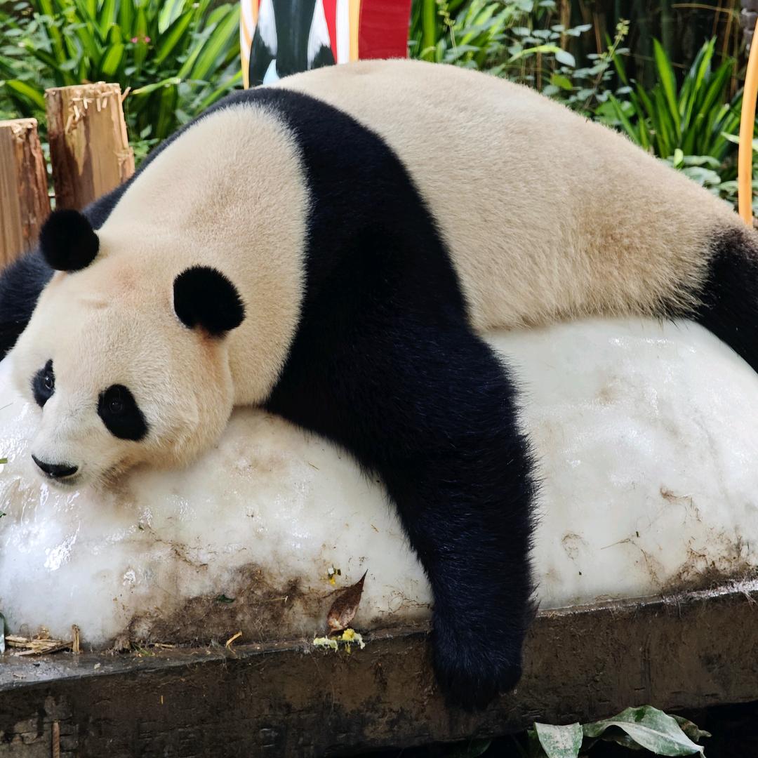 念着倒会你信相