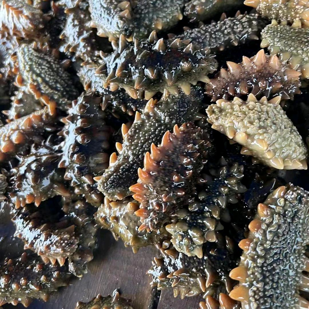 收海参的考拉