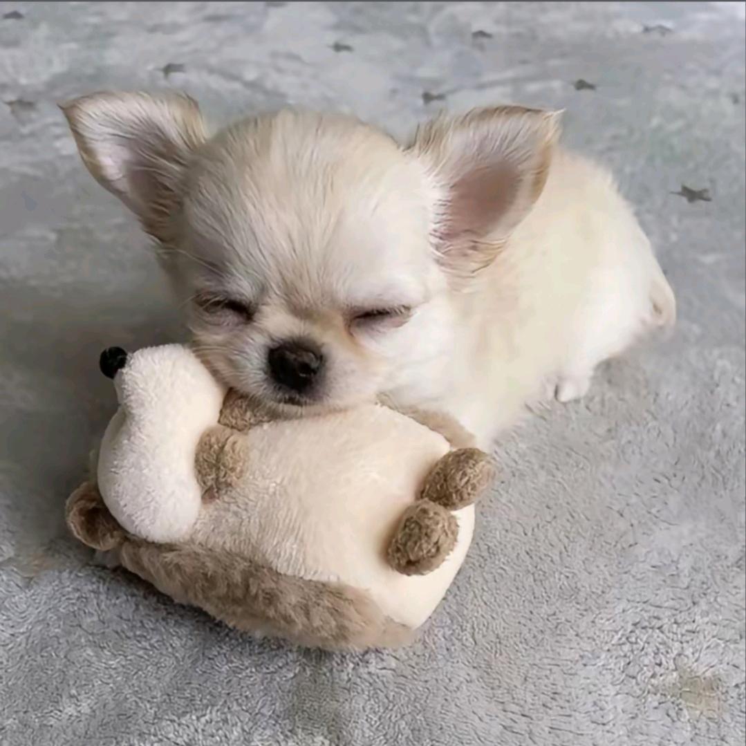 九十八岁大爷带球跑被总裁追