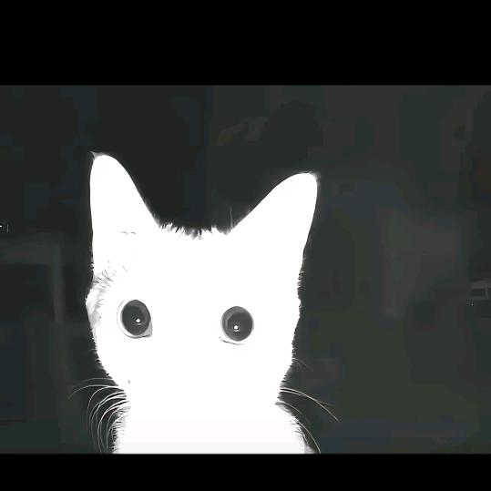 怀中的猫