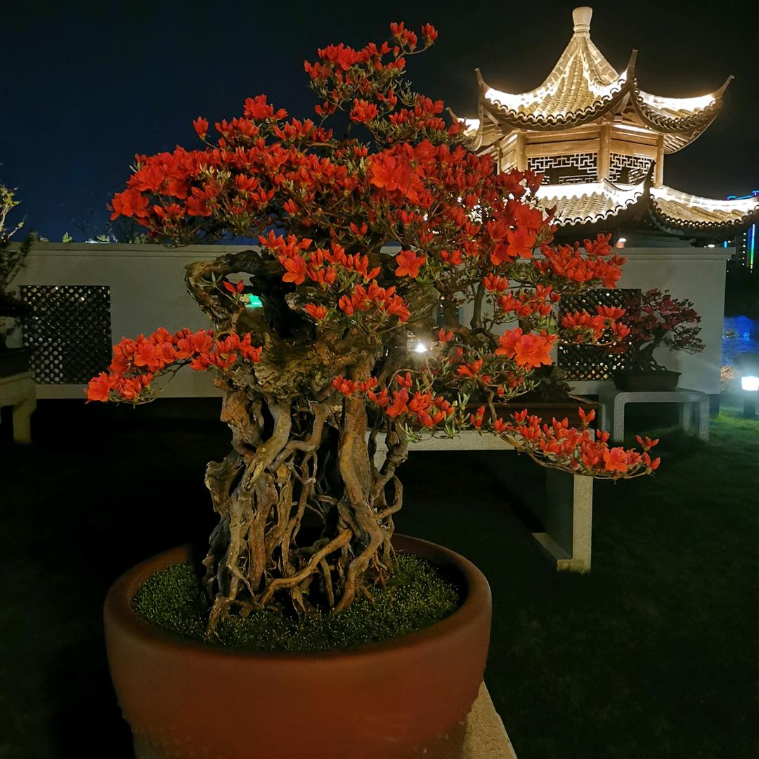 虎老大