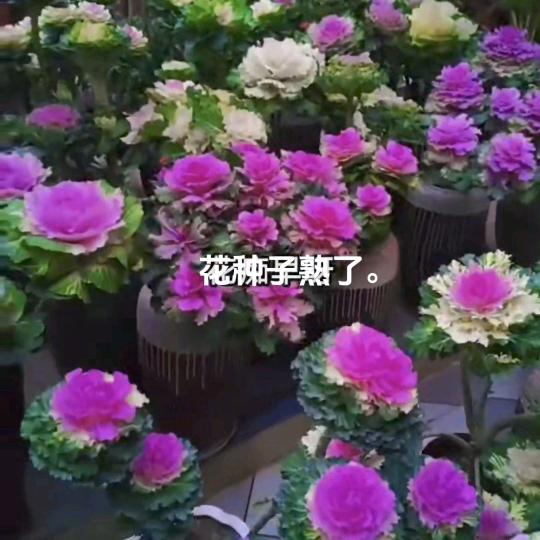 我是花痴