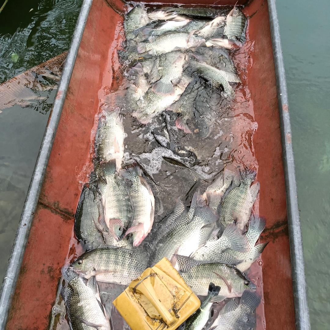 小韦北景河鱼（都安店）