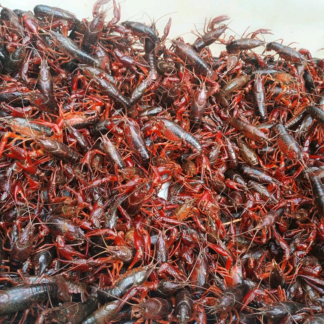 死鬼虾哥