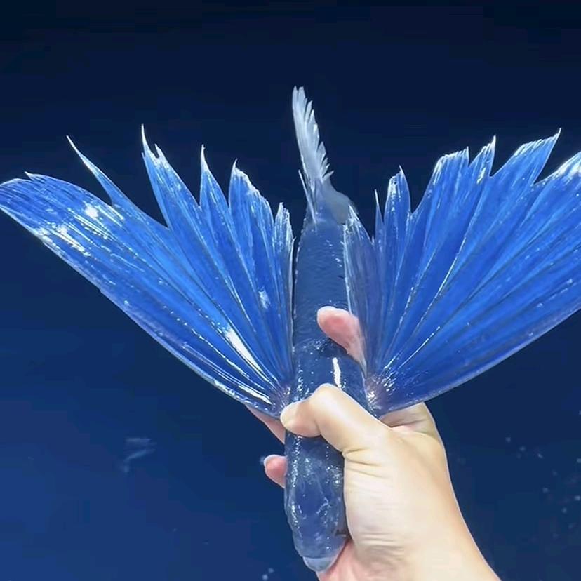 🍂ಢ᭄归零ල᭄🕊