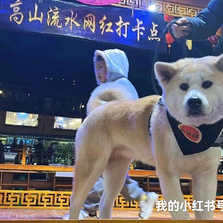 王老头狗狗零食店