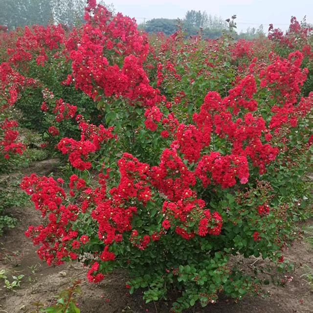 徽园花卉