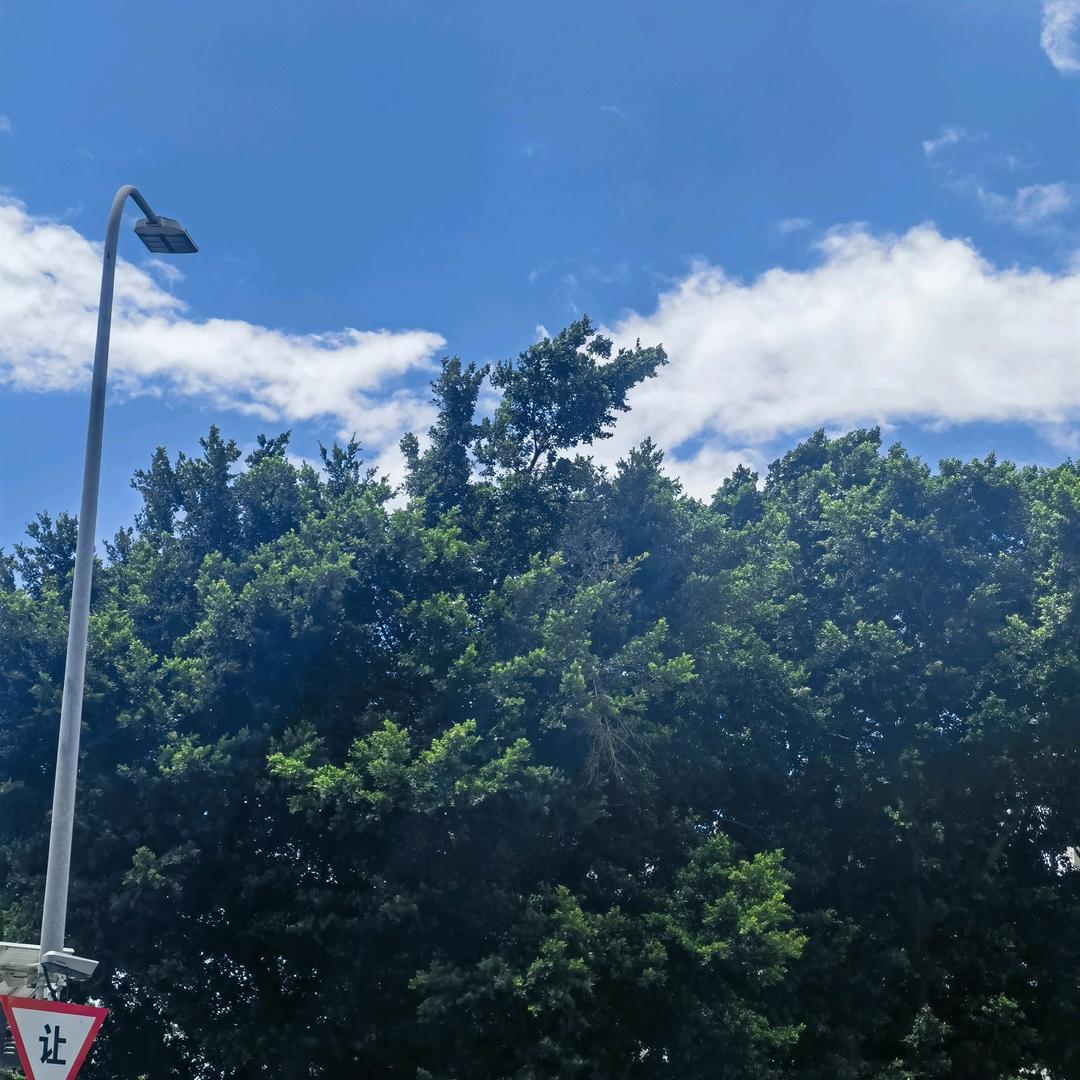 没脑子西瓜·