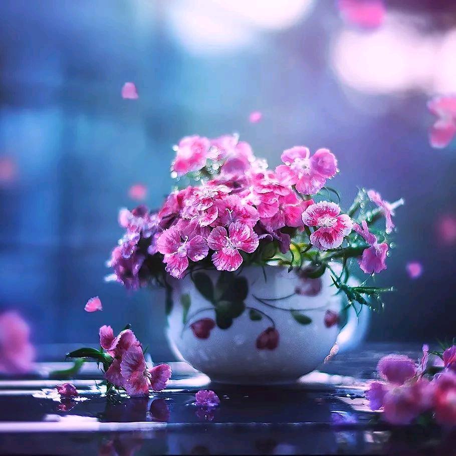 悠然自得🌸