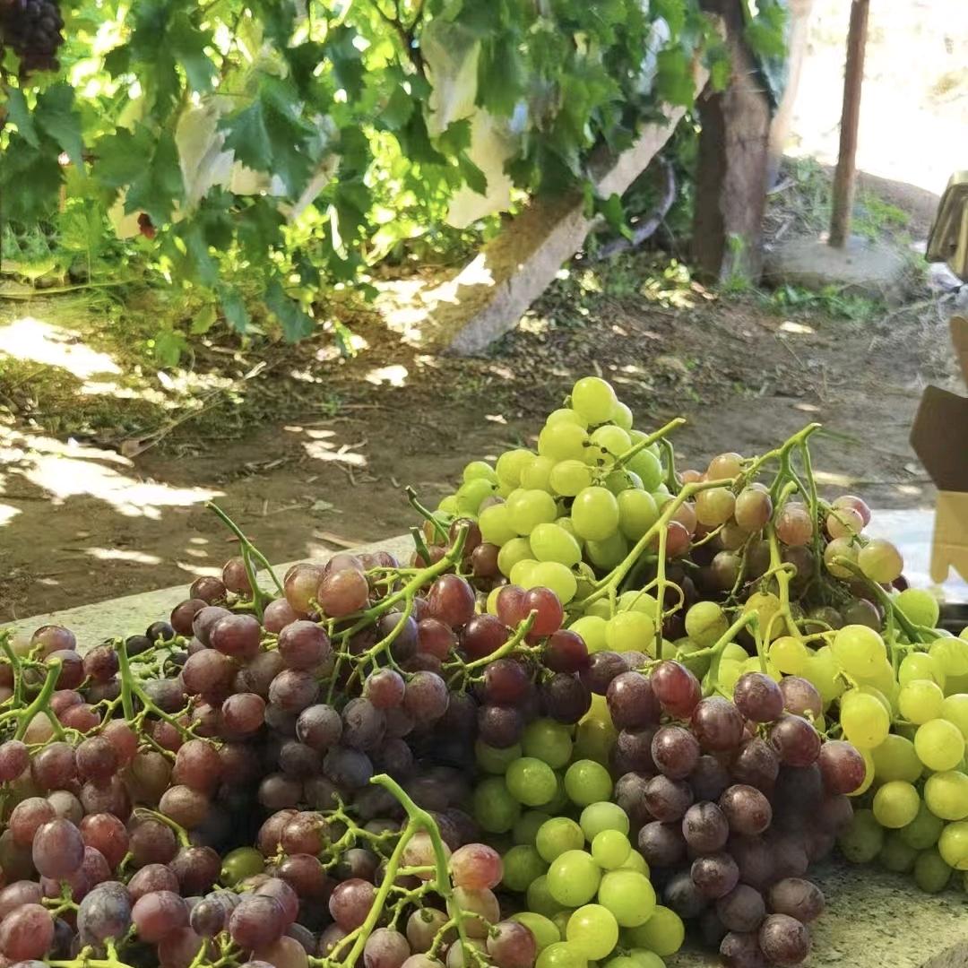 都来大泽山吃我家葡萄